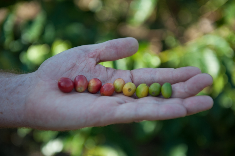 A History of South African Coffee Farming Coffee Magazine